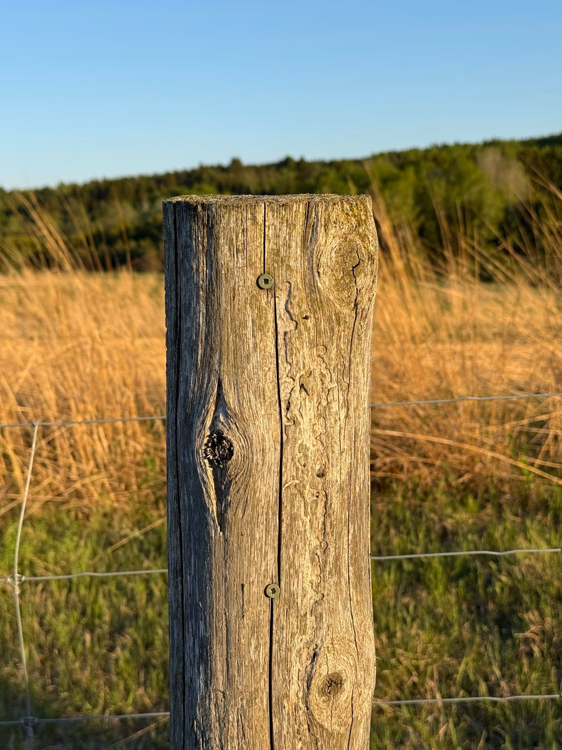 A weathered wooden fence post showing surface checking and splits along the grain, with a wire fence running behind it